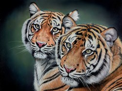 Tigers Together by Pip McGarry - Original Painting on Stretched Canvas sized 40x30 inches. Available from Whitewall Galleries